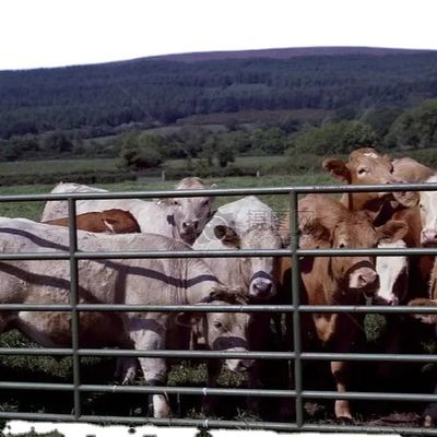 Cấu trúc thép tùy chỉnh Nhà gia cầm với cài đặt nhanh