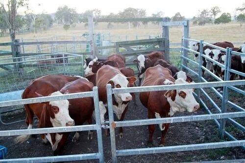 Khung không gian thép sơn tĩnh điện với khả năng chống động đất cao và phù hợp cho các dự án cơ sở hạ tầng quy mô lớn