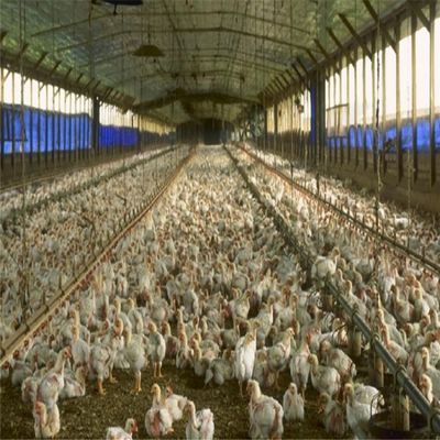 Xây dựng trang trại gà