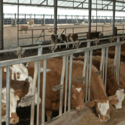 Cấu trúc thép tùy chỉnh Nhà gia cầm với cài đặt nhanh