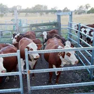 Steel Structure Building for Poultry House 15-21 Days Delivery